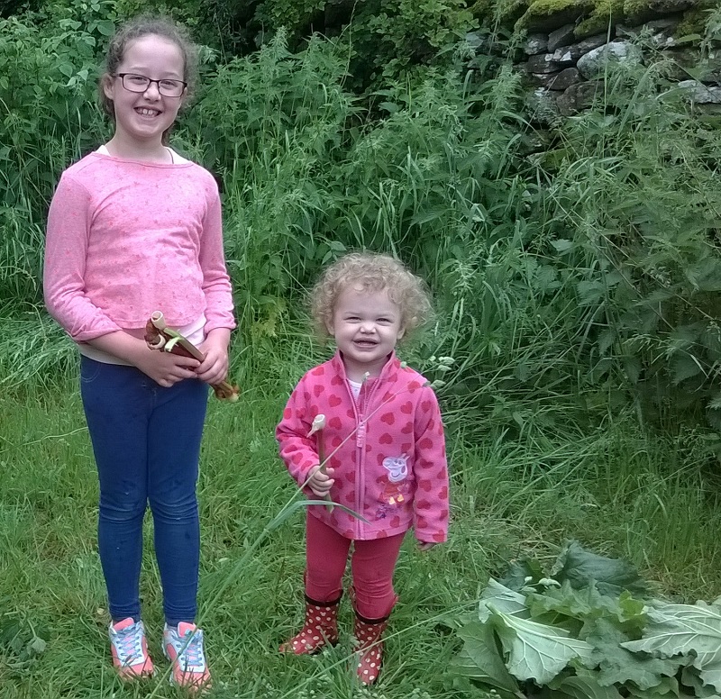 Casie Reynolds and Lilly Graham picking free Freegle rhubarb