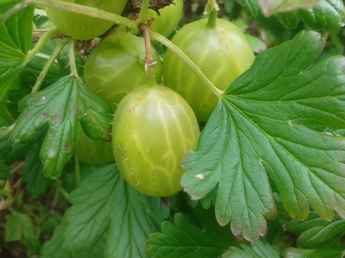 Gooseberries for cooking