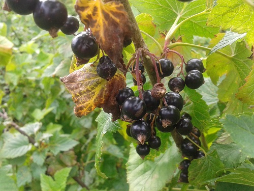 Blackcurrants