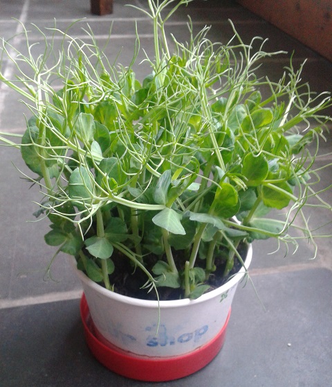 Disposable cup used as a pea shoot planter