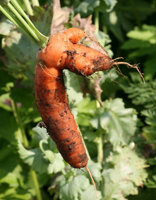 Home grown carrot