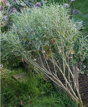 Asparagus kale mature plant
