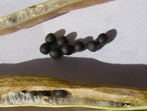 Asparagus kale seed