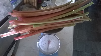 Weighing the rhubarb